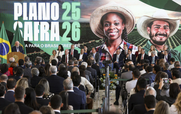 Macaque in the trees