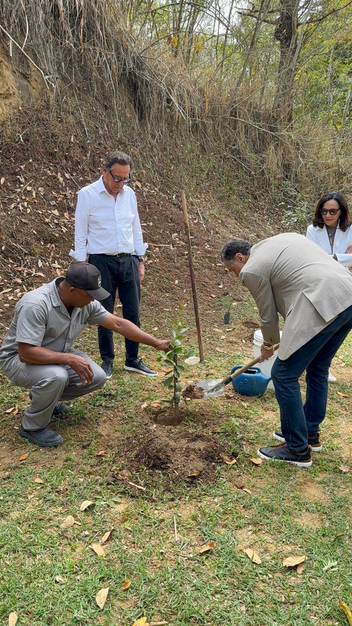 Macaque in the trees