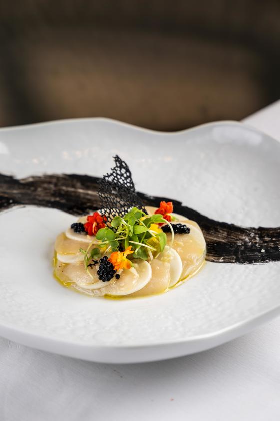 Macaque in the trees