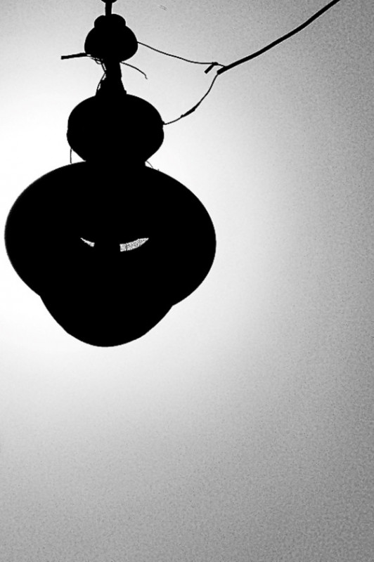 Macaque in the trees