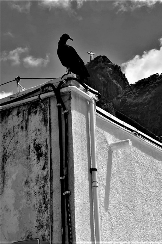 Macaque in the trees