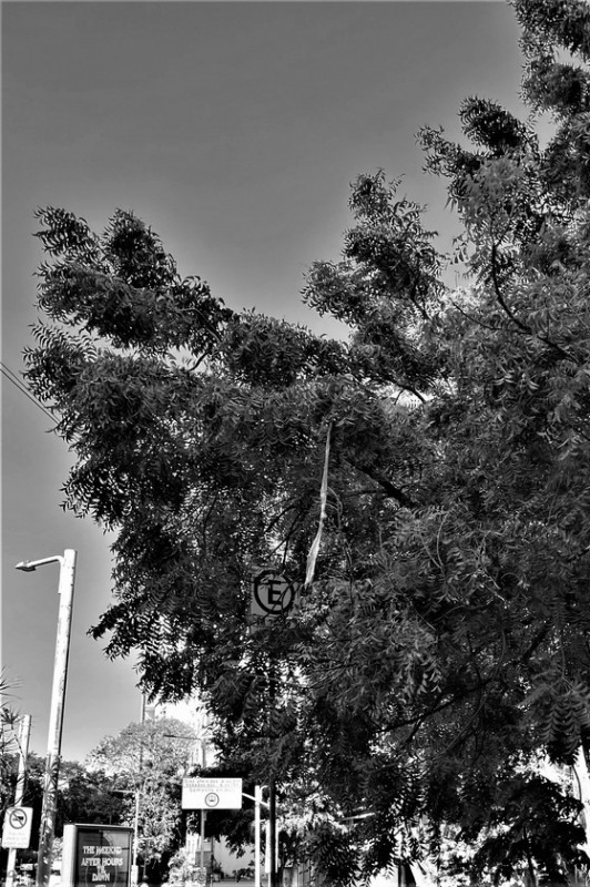 Macaque in the trees