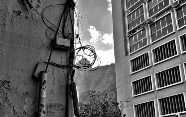 Macaque in the trees