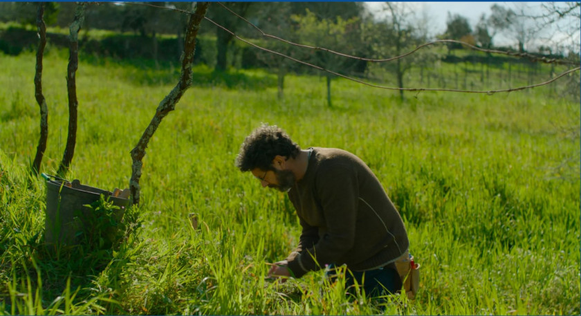 Macaque in the trees