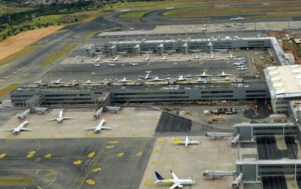 Macaque in the trees