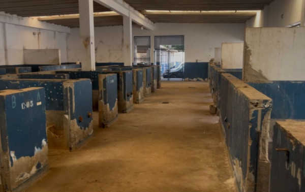 Macaque in the trees