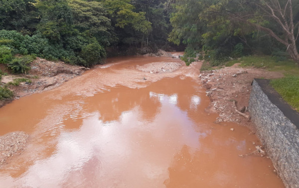 Macaque in the trees