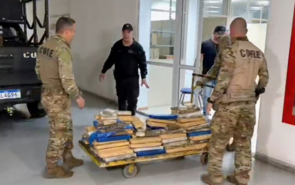 Macaque in the trees