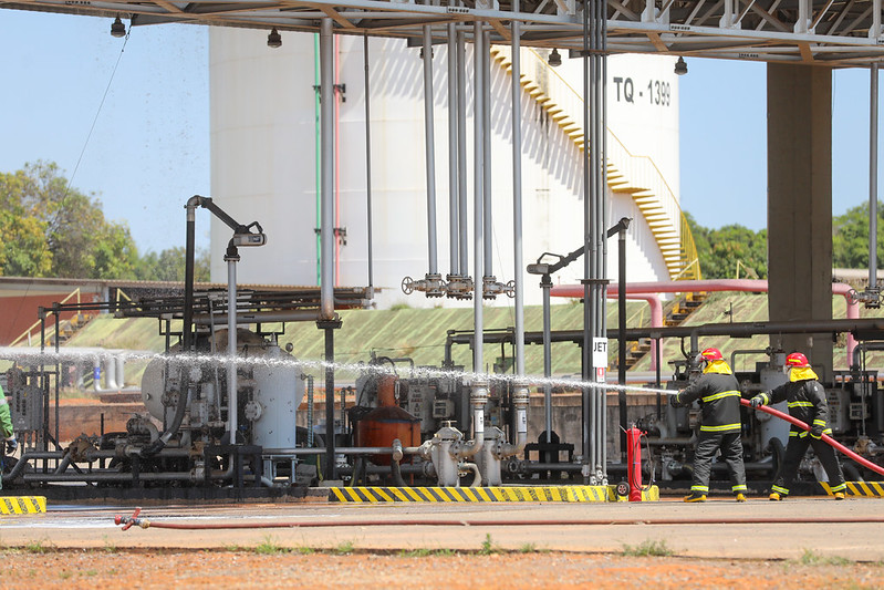 Macaque in the trees