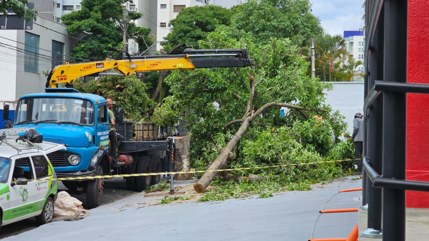 Macaque in the trees