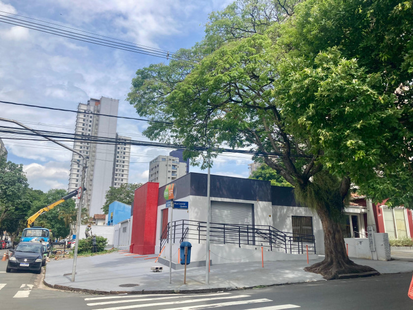 Macaque in the trees