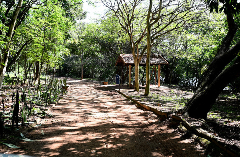 Variação natural entre claro e escuro interfere diretamente no comportamento dos animais do Parque Ecológico Hermógenes de Freitas Leitão Macaque in the trees