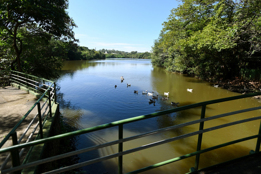 Variação natural entre claro e escuro interfere diretamente no comportamento dos animais do Parque Ecológico Hermógenes de Freitas Leitão Macaque in the trees