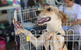 BRASILIANAS | Distritais aprovam Código de Direitos e Bem-Estar Animal