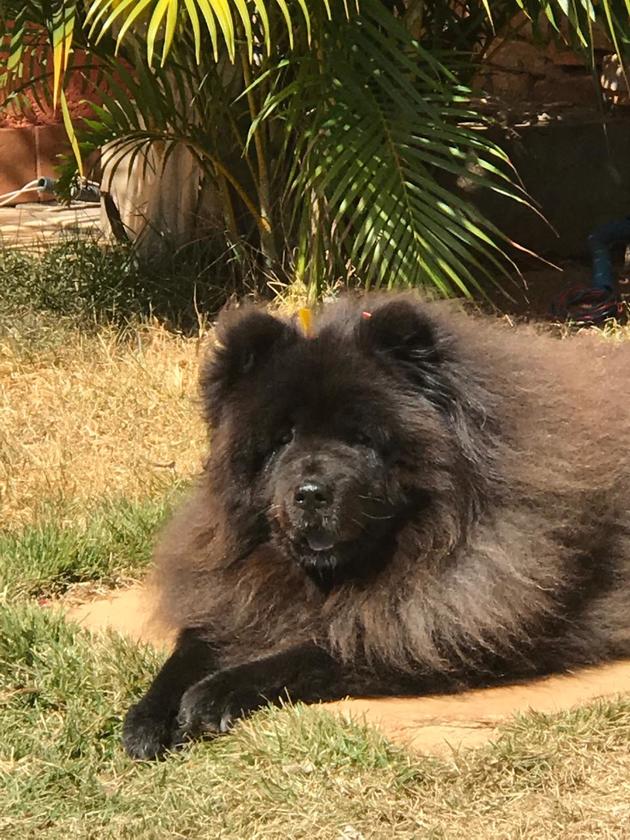 O projeto de lei estabelece direitos básicos dos animais, como de ter um abrigo para se proteger das intempéries e de receber cuidados veterinários quando necessário Macaque in the trees