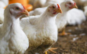 China encerra embargo e libera frango da Regi&atilde;o Sul