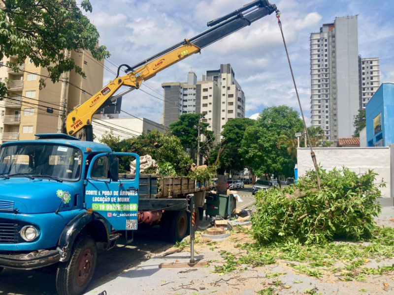 Macaque in the trees