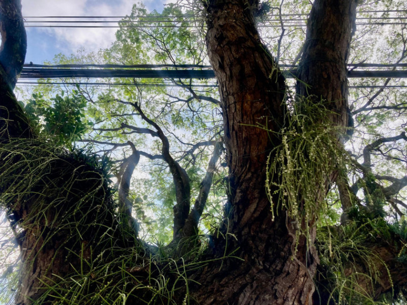 Macaque in the trees