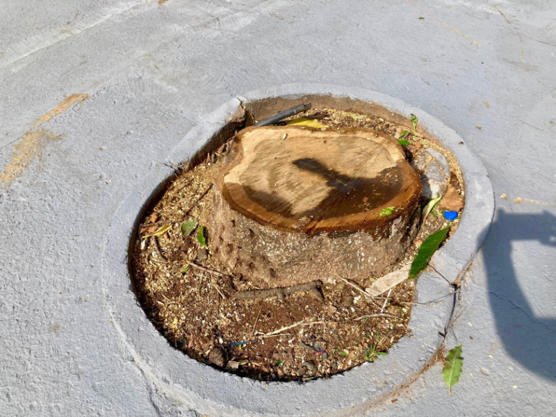 Macaque in the trees