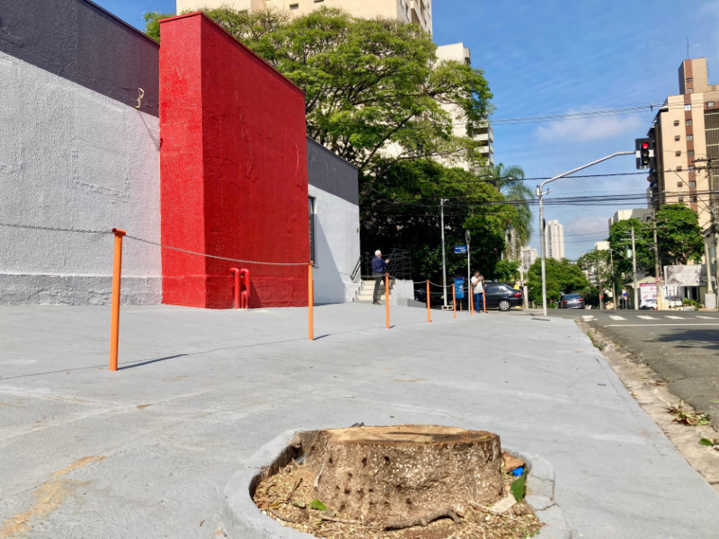 Macaque in the trees
