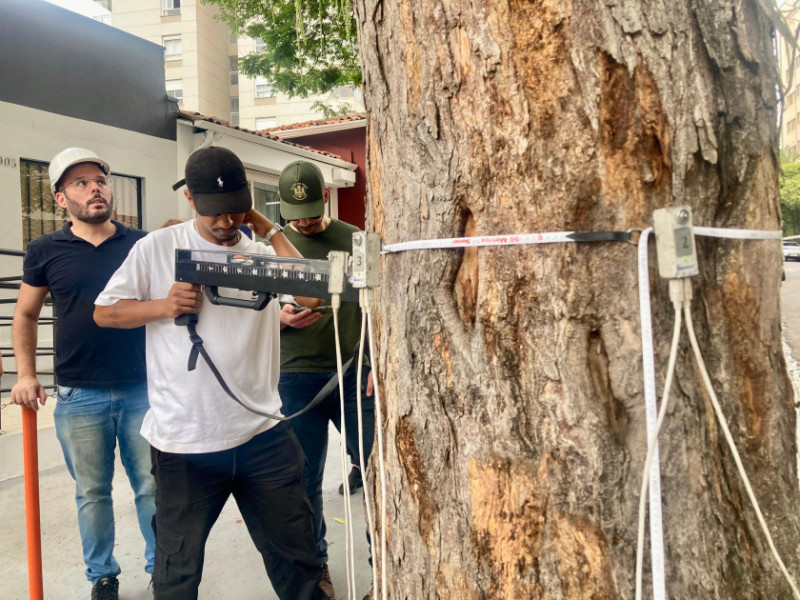 Macaque in the trees