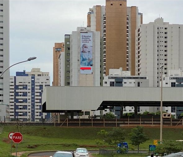 Macaque in the trees