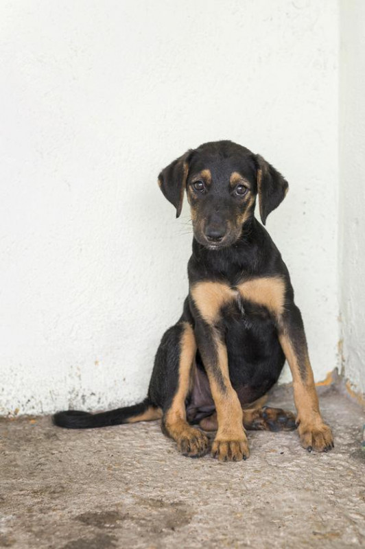 A proposta da reunião é atualizar as informações sobre o estágio da implantação, prazos previstos, desafios enfrentados e medidas adotadas para superá-los Macaque in the trees
