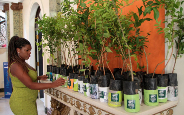 Macaque in the trees