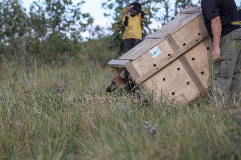 Macaque in the trees