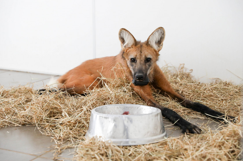 Macaque in the trees