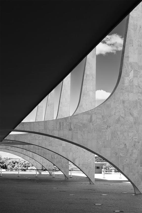 Macaque in the trees