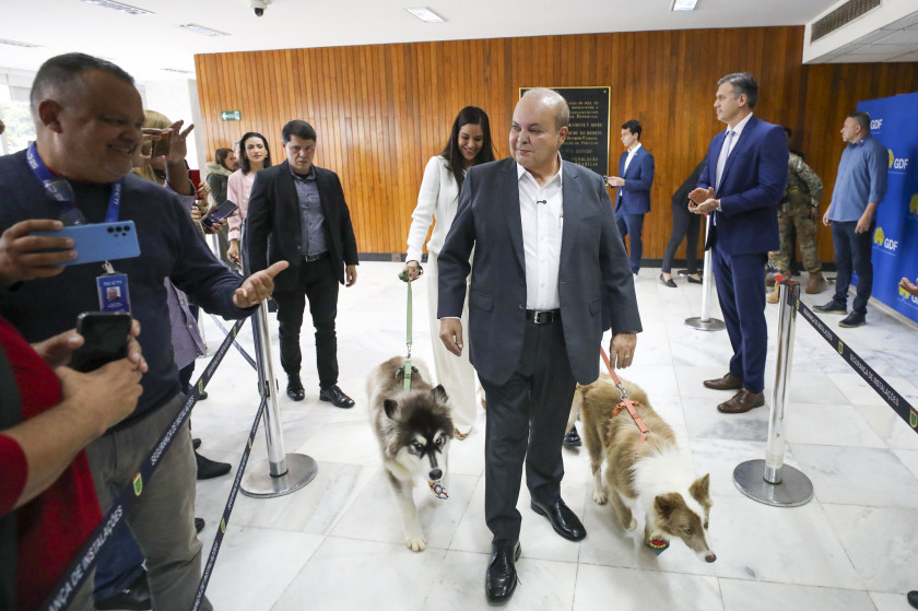 Macaque in the trees