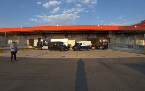 Macaque in the trees