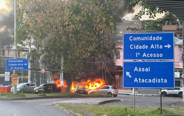 Macaque in the trees