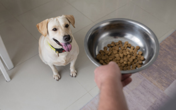 Macaque in the trees
