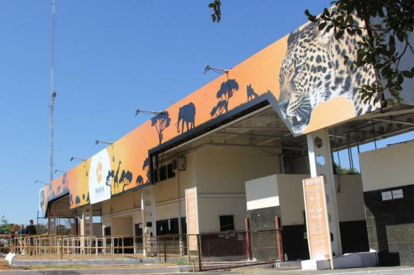 Macaque in the trees