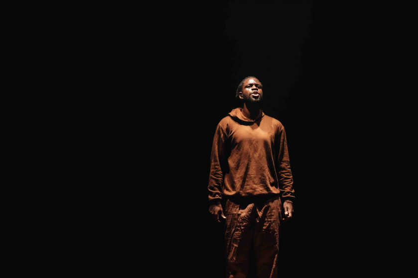 Macaque in the trees