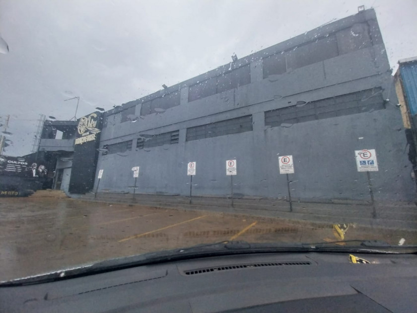 Macaque in the trees