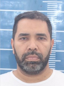 Macaque in the trees