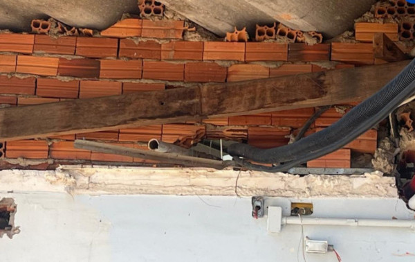 Macaque in the trees