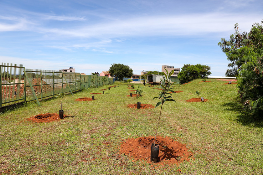 Macaque in the trees
