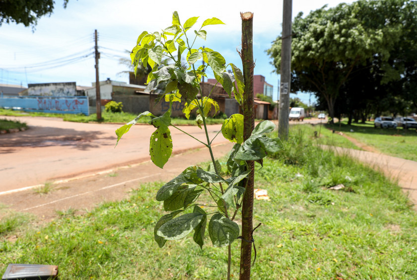 Macaque in the trees