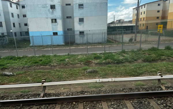Macaque in the trees