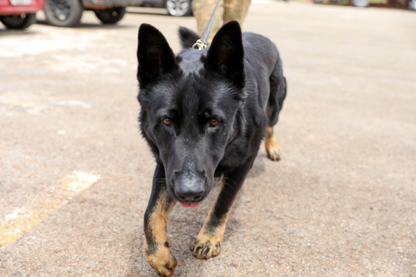 Macaque in the trees