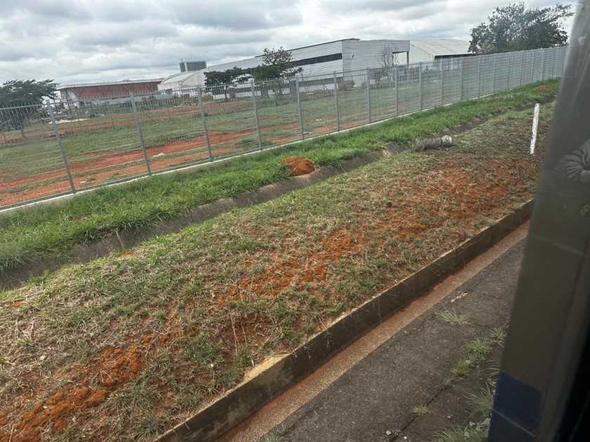 Macaque in the trees