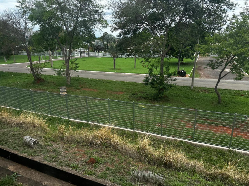 Macaque in the trees