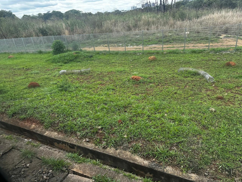 Macaque in the trees