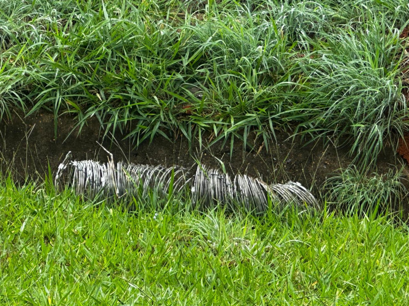 Macaque in the trees