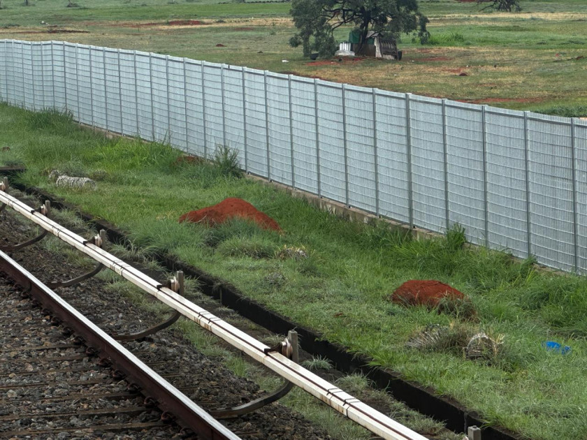 Macaque in the trees