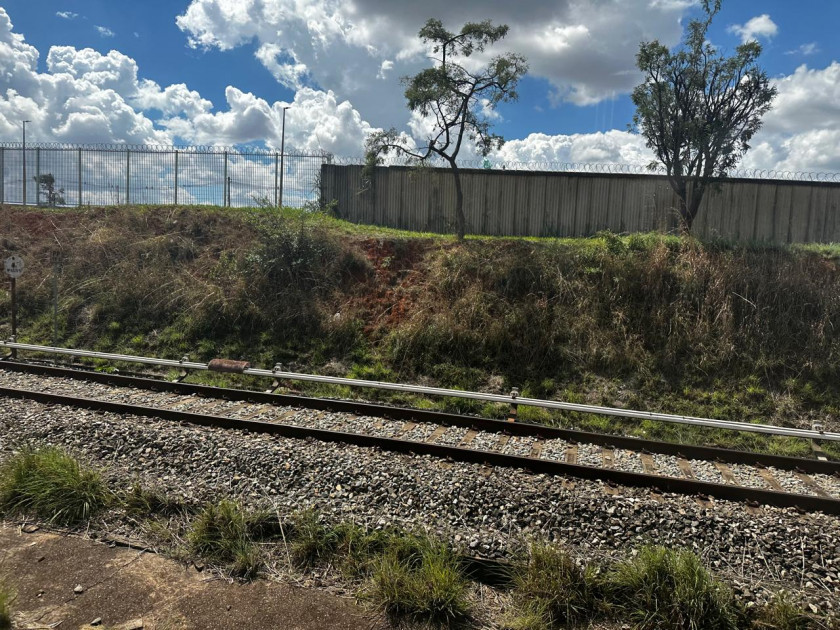 Macaque in the trees